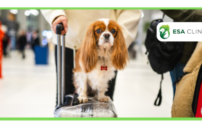 What Does an Airline-Approved ESA Letter Look Like?