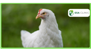 Can a Chicken Be an Emotional Support Animal