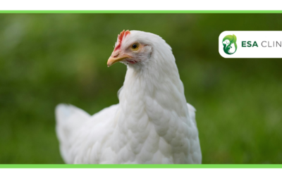Can a Chicken Be an Emotional Support Animal