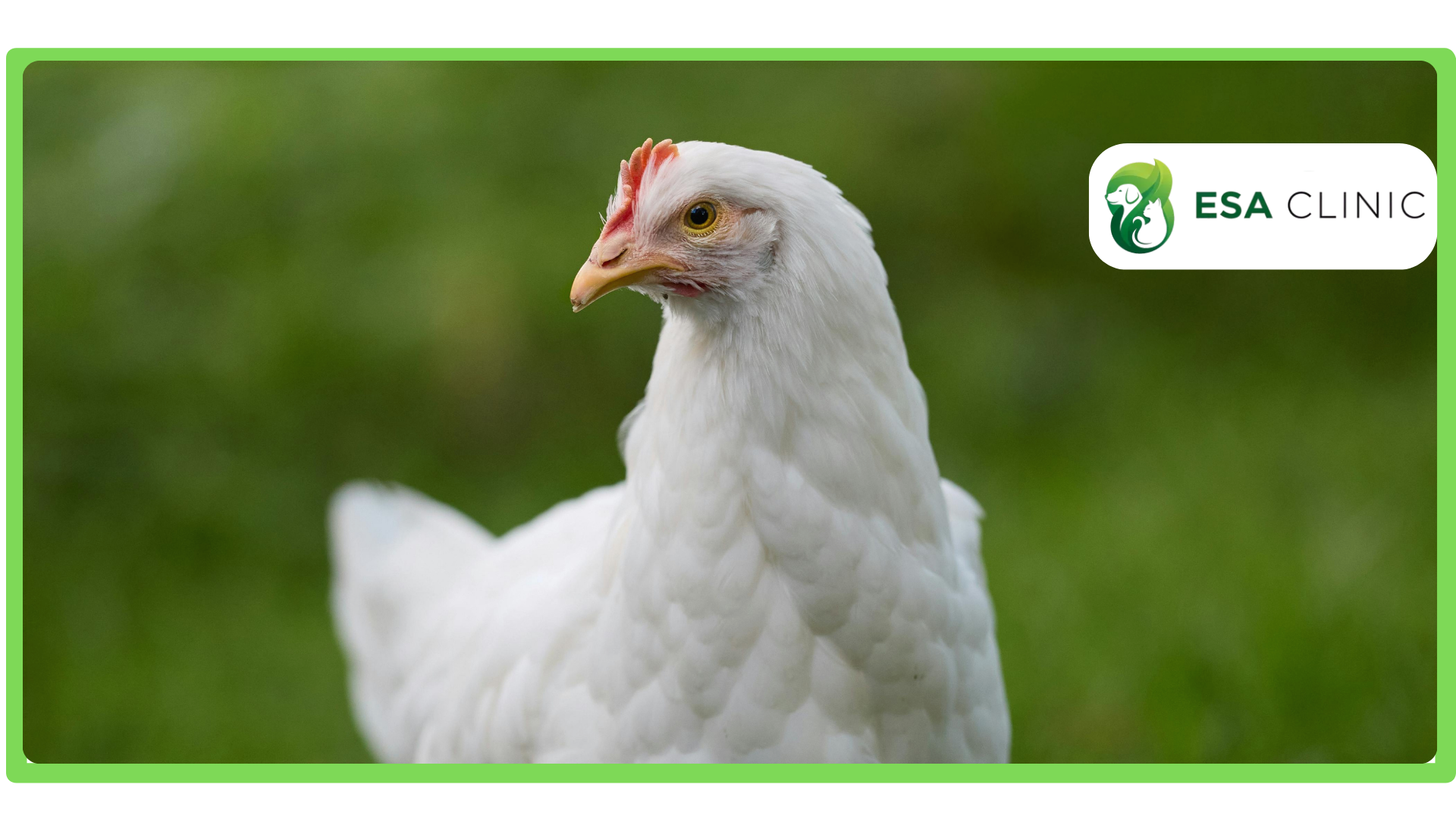 Can a Chicken Be an Emotional Support Animal Can a Chicken Be an Emotional Support Animal