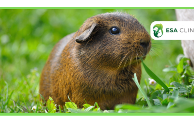 Can a Guinea Pig Be an Emotional Support Animal?