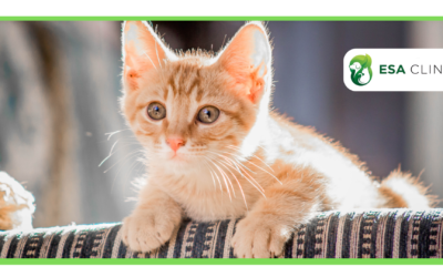 The 3:3:3 Rule for Settling in a New Cat