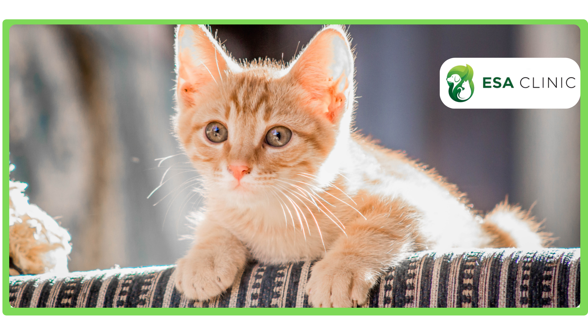 The 333 Rule for Settling in a New Cat The 333 Rule for Settling in a New Cat