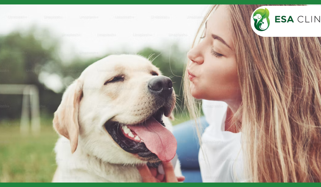 ADA Service Dog Registration: What the Law Actually Says