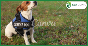 ADA Service Dog Registration: What the Law Actually Says