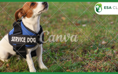 ADA Service Dog Registration: What the Law Actually Says