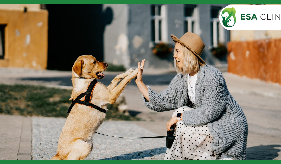 Are Dogs Allowed in Lowe’s? What Handlers and Pet Owners Should Know