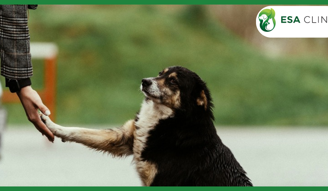 California Service Dog Laws: What Handlers Need to Know