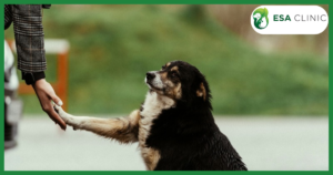 California Service Dog Laws: What Handlers Need to Know