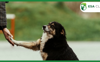 California Service Dog Laws: What Handlers Need to Know