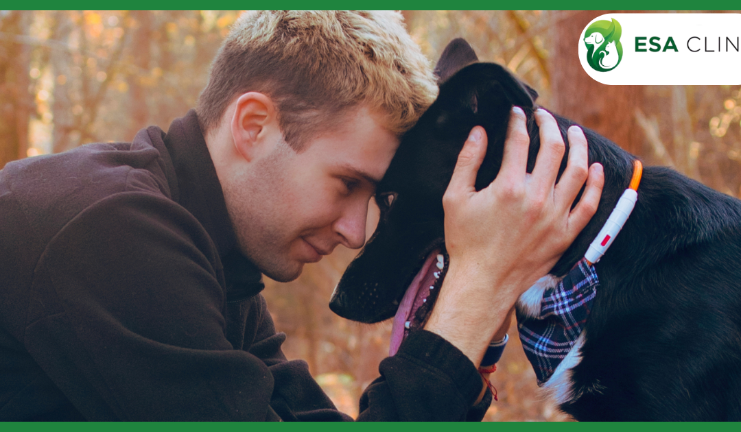 Colorado Service Dog Laws: What Handlers Need to Know