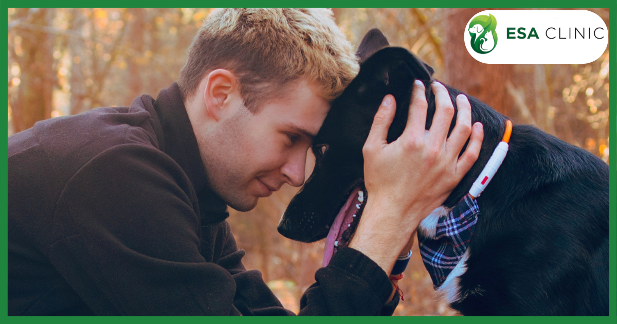 Colorado Service Dog Laws: What Handlers Need to Know