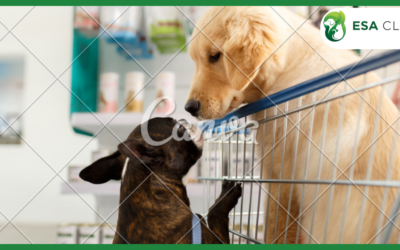 Colorado Service Dog Laws: What Handlers Need to Know