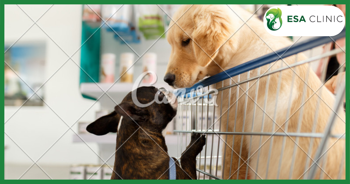 Colorado Service Dog Laws: What Handlers Need to Know