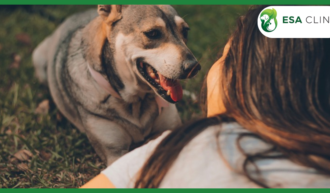 Comfort Dogs: The Healing Power of Canine Companionship