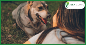 Comfort Dogs: The Healing Power of Canine Companionship