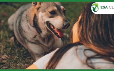 Comfort Dogs: The Healing Power of Canine Companionship