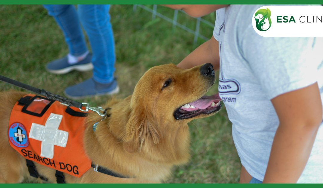 Companion Dog Certification: What It Really Means