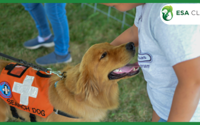 Companion Dog Certification: What It Really Means