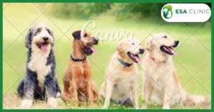 Companion Dog Certification: What It Really Means