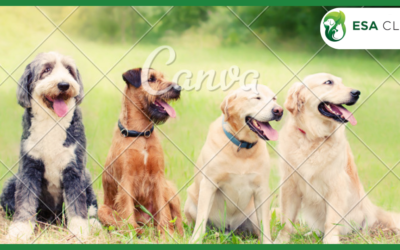 Companion Dog Certification: What It Really Means
