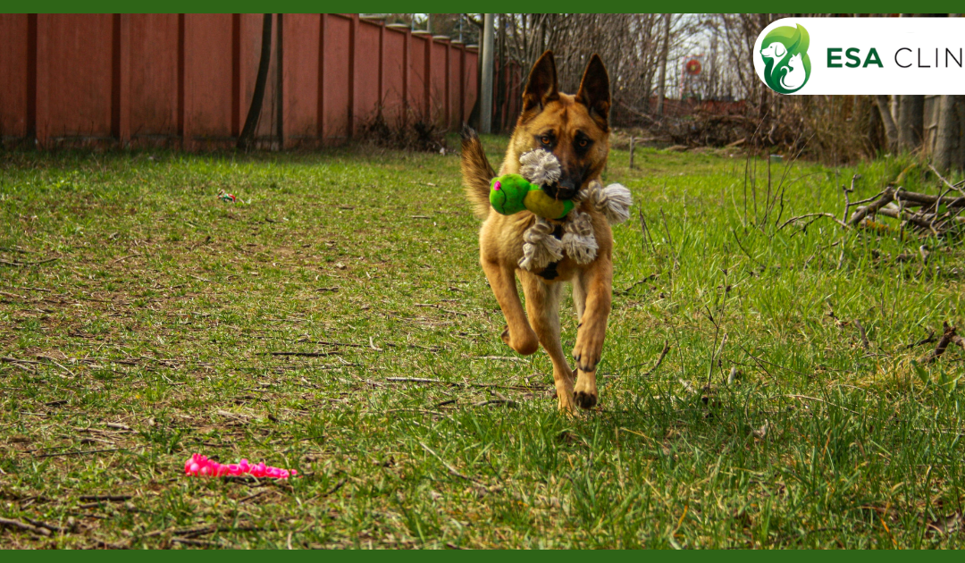 Dog-Friendly Stores: Where You Can (and Can’t) Shop With Your Dog