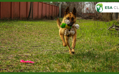 Dog-Friendly Stores: Where You Can (and Can’t) Shop With Your Dog