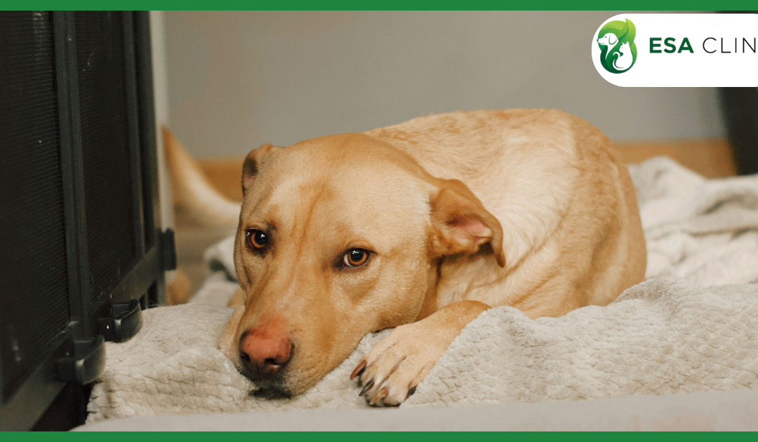 Dog Years to Human Years: Why the “Multiply by 7” Rule Is Wrong