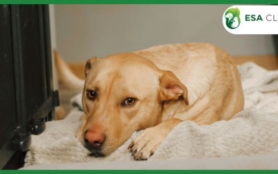 Dog Years to Human Years: Why the “Multiply by 7” Rule Is Wrong