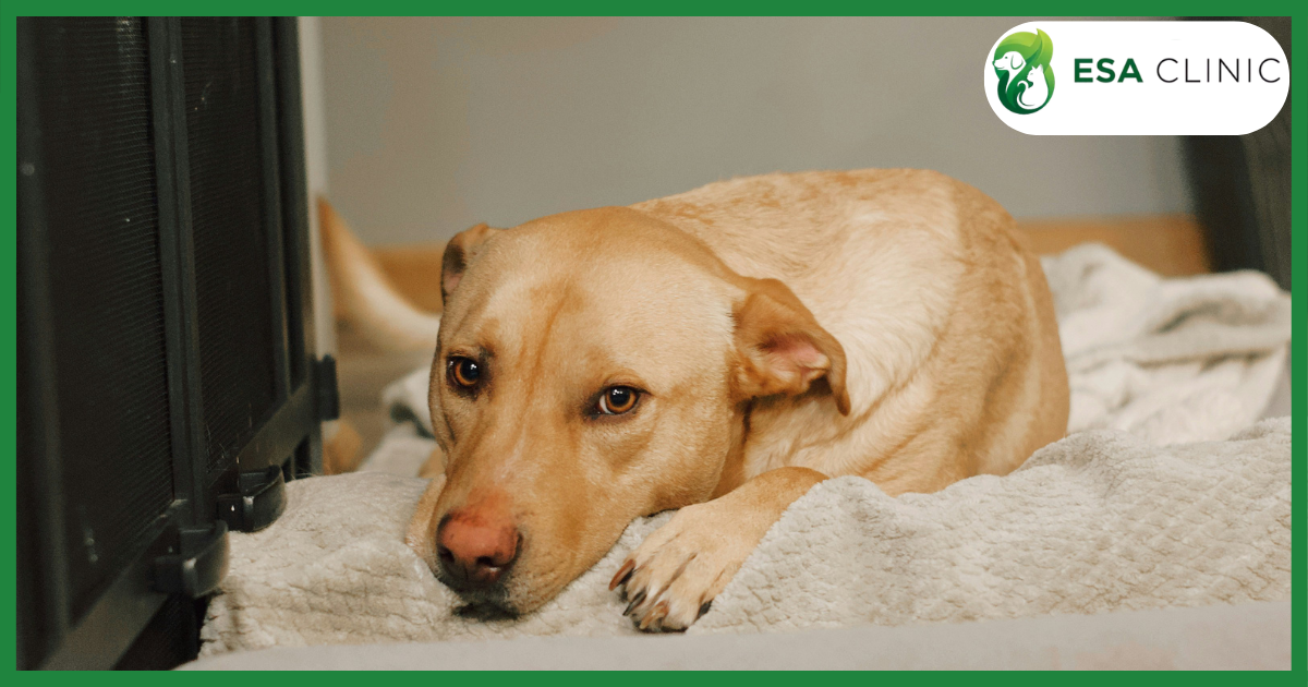 Dog Years to Human Years: Why the "Multiply by 7" Rule Is Wrong