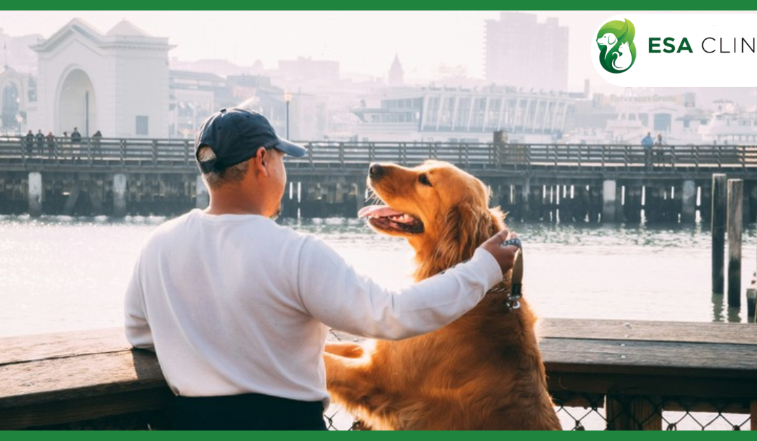 Emotional Support Dogs: Qualifications, Benefits, and What the Law Actually Protects