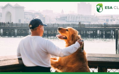 Emotional Support Dogs: Qualifications, Benefits, and What the Law Actually Protects