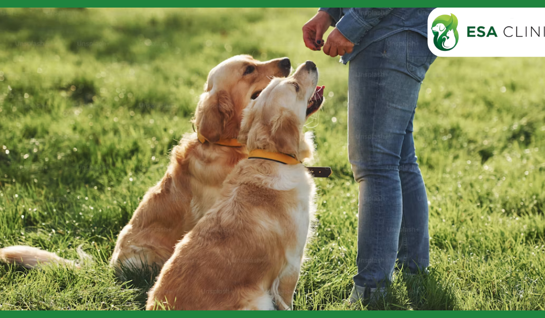 Free Emotional Support Dog Registration