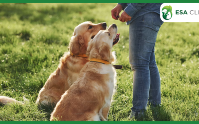 Free Emotional Support Dog Registration