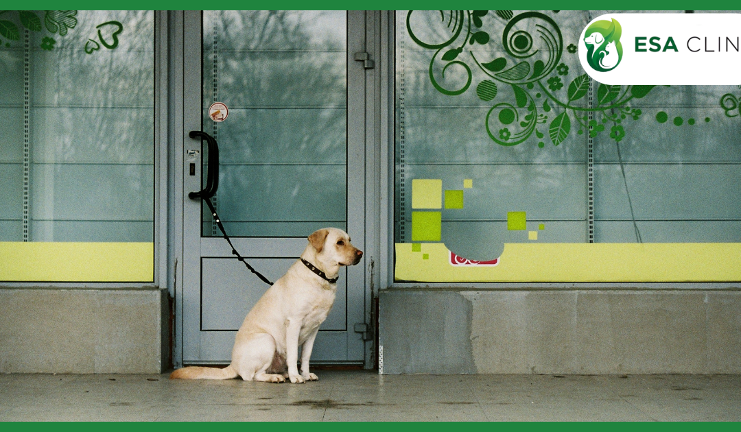 Free Service Dog Registration: Separating Fact from Marketing