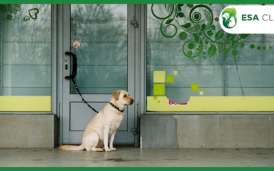 Free Service Dog Registration: Separating Fact from Marketing