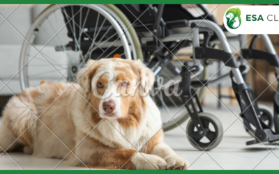 Free Service Dog Registration: Separating Fact from Marketing