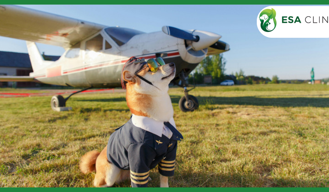 Louisiana Service Dog Laws: What Handlers Need to Know