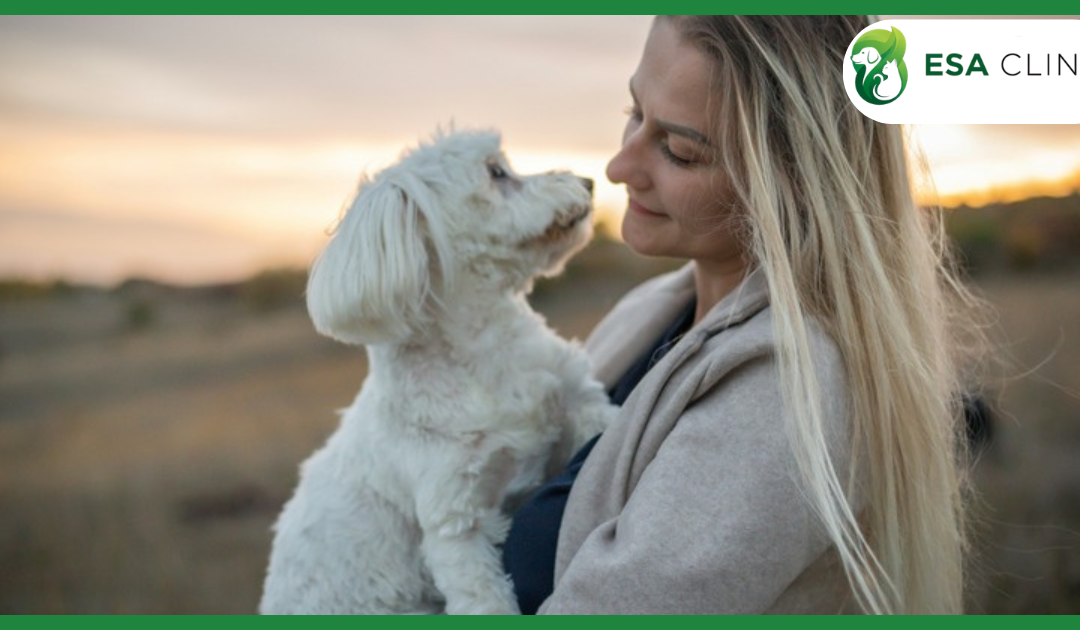 New York Service Dog Laws: What Handlers Need to Know