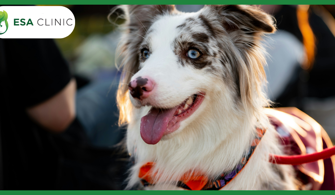 Psychiatric Service Dogs: What They Are and How They’re Different From an ESA