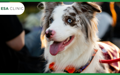 Psychiatric Service Dogs: What They Are and How They’re Different From an ESA
