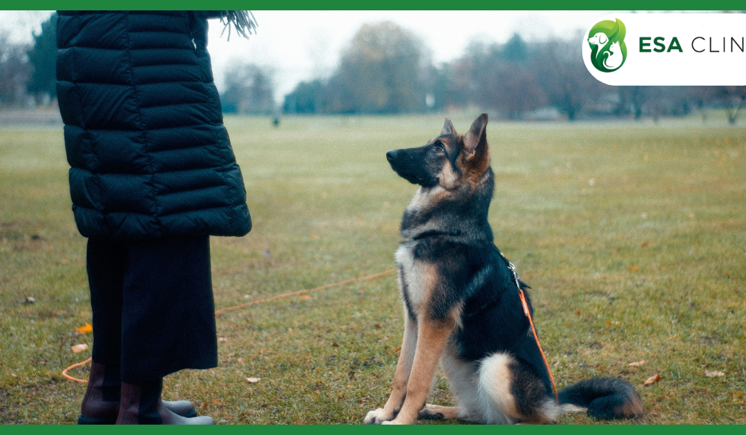 Service Dog Registration of America: Separating Marketing from Legal Reality