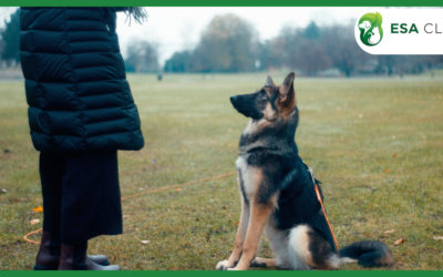 Service Dog Registration of America: Separating Marketing from Legal Reality