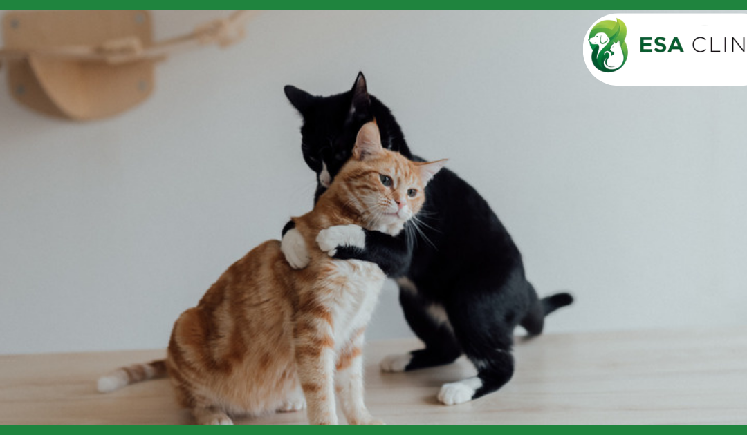 Service Animals, Emotional Support Animals, and Therapy Animals: What’s the Real Difference?