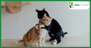 Service Animals, Emotional Support Animals Therapy Animals Difference