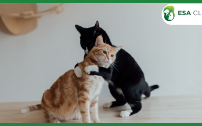 Service Animals, Emotional Support Animals, and Therapy Animals: What’s the Real Difference?
