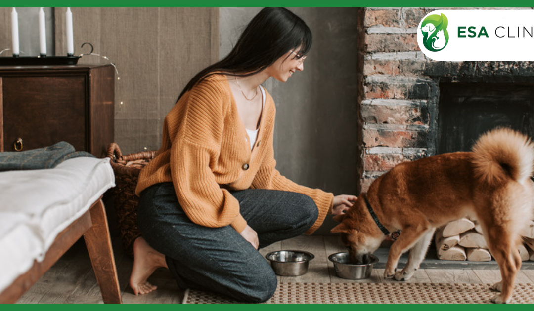 Service Dog Registration: What It Really Involves (and What It Doesn’t)