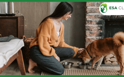 Service Dog Registration: What It Really Involves (and What It Doesn’t)