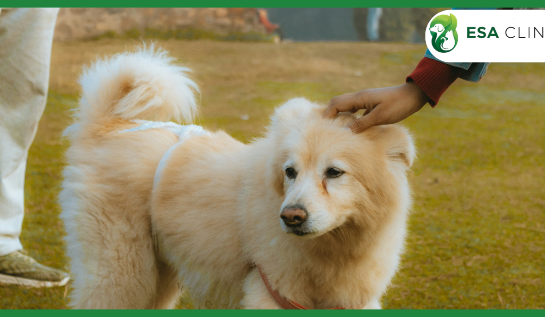 Signs Your Dog Is Overheating (And How to Cool Them Down Safely)