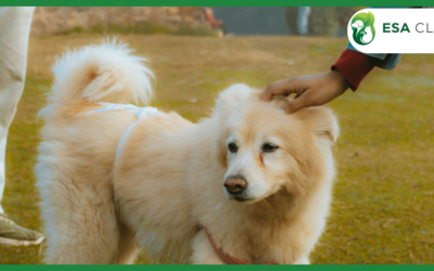 Signs Your Dog Is Overheating (And How to Cool Them Down Safely)